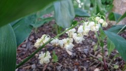 Convallaria majalis 'Prolificans' Ландыш майский